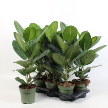 Ficus bengalensis Audrey