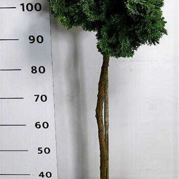 Chamaecyparis o. 'Aurora'