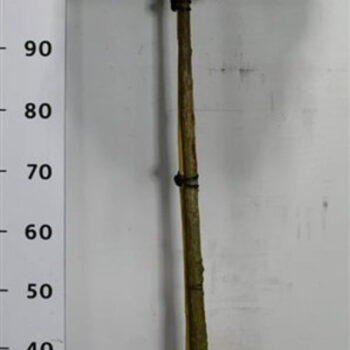 Chamaecyparis o. 'Nana Gracilis'