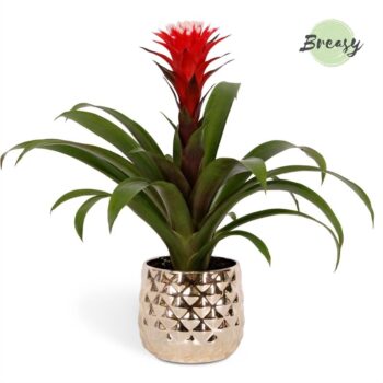 Guzmania Rockyflower Hope Royal Crown