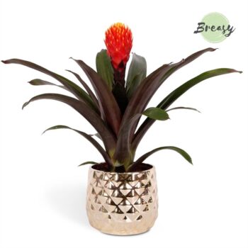 Guzmania Rockyflower Tala Royal Crown