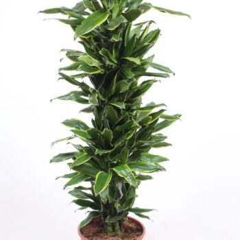 Dracaena Golden Coast