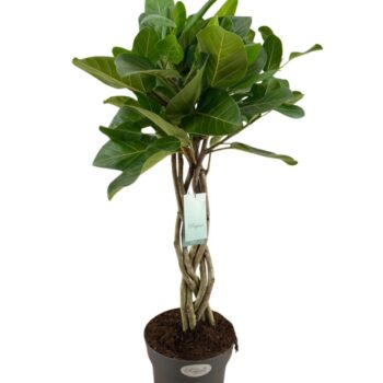 Ficus Audrey