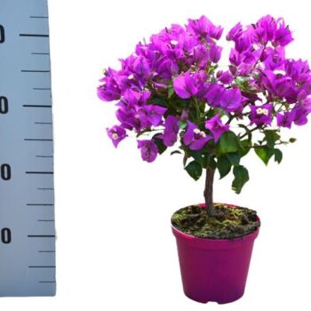 Bougainvillea 'Sanderiana'