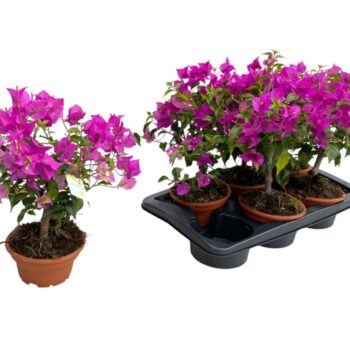 Bougainvillea 'Sanderiana' - in schaal