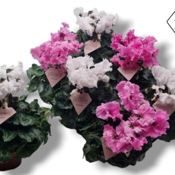 Cyclamen Exclusive® Merengue Roze Wit mix