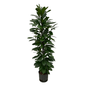 Ficus Cyathistipula