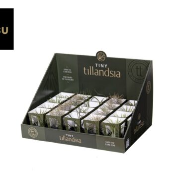 Tiny Tillandsia Mix zwarte pot