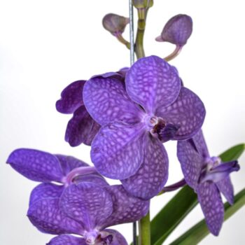 Vanda Tayanee Blue Large