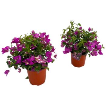 Bougainvillea Sanderiana struik