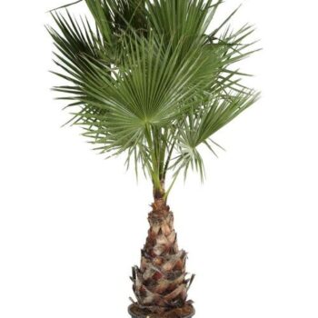 Washingtonia Filifera