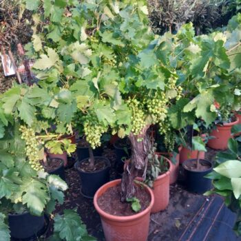 Vitis