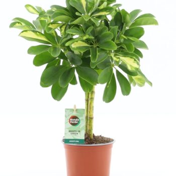 Schefflera Gold Capella