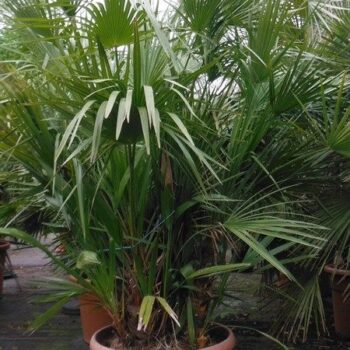 chamaerops humilis