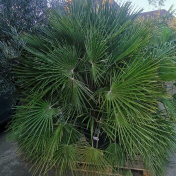 chamaerops humilis