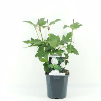 Viburnum opulus Roseum