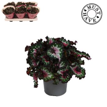 Bladbegonia Rex Purple Blush MUST HAVE
