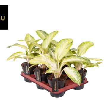 Aglaonema Citronelle