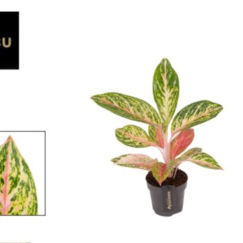 Aglaonema Coco Melon