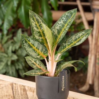 Aglaonema Orange Flame