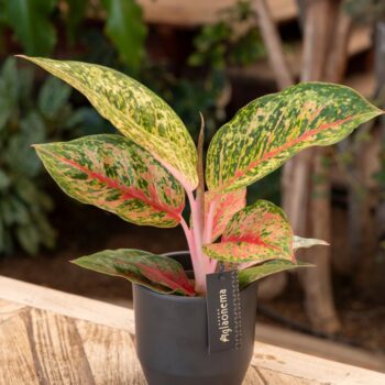 Aglaonema Lychee Red