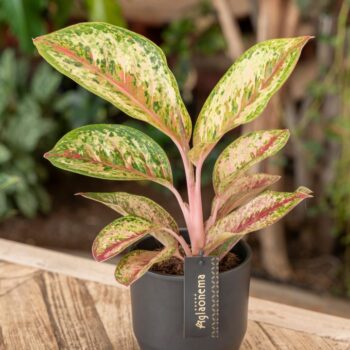 Aglaonema Painted Celebration