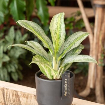 Aglaonema Emerald Stone