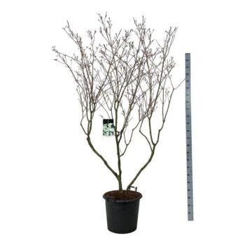 Cornus kousa 'China Girl'