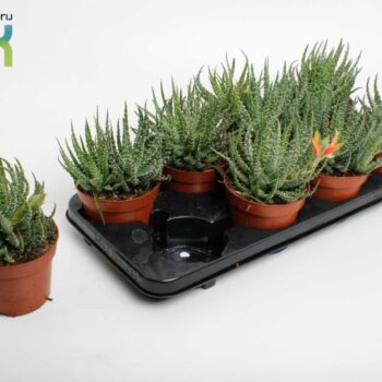 Aloe Humulis with flower