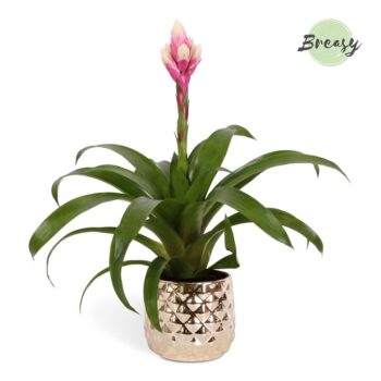 Guzmania Rockyflower Candy Royal Crown