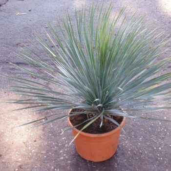 Yucca Rostrata