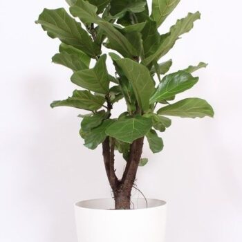 Ficus Lyrata' in San Remo "wit"