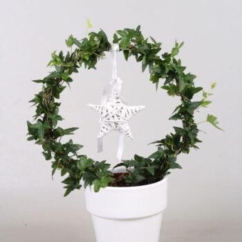 Hedera boog+ster in keramiek