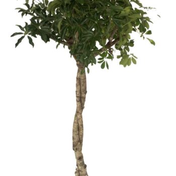 Schefflera Arboricola