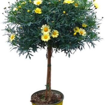 Argyranthemum Frutescens "op stam" - GEEL