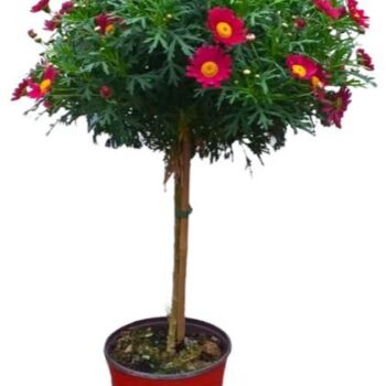 Argyranthemum Frutescens "op stam" - ROOD