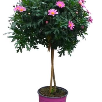 Argyranthemum Frutescens "op stam" - ROZE