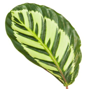Calathea Cora