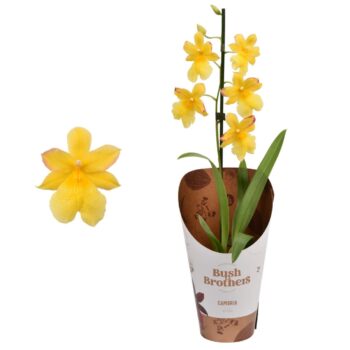 Cambria 'Nelly Isler Yellow'