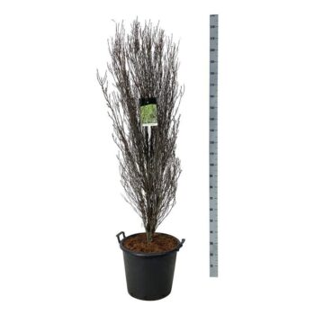 Frangula alnus Fine Line ®