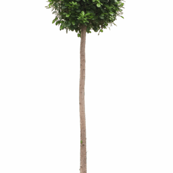 Ficus microcarpa 'Moclame' Stem