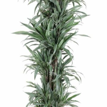 Dracaena Warneckei