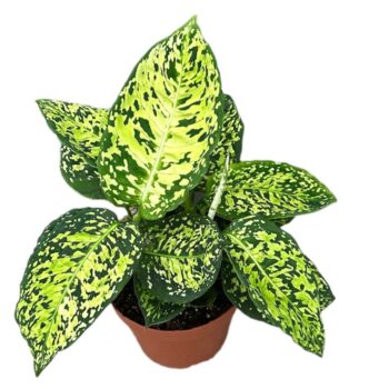 Dieffenbachia Reflector