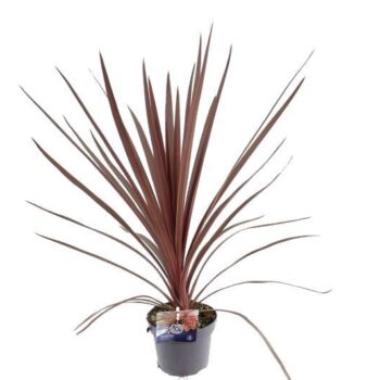 Cordyline australis Red Star