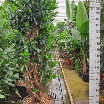 Dracaena reflexa pleomele vertakt XXL 240