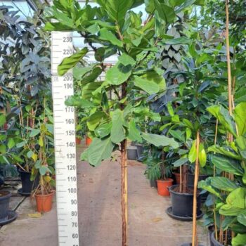 Ficus Lyrata stam 280