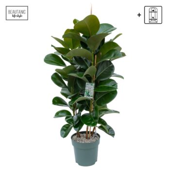 Ficus Makana