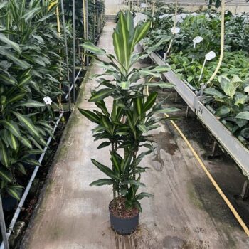 Dracaena cinto carrousel 6st 25/19 h140/150