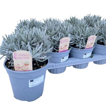 LAVANDULA ANG BIO