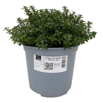THYMUS CITRIODORUS BIO